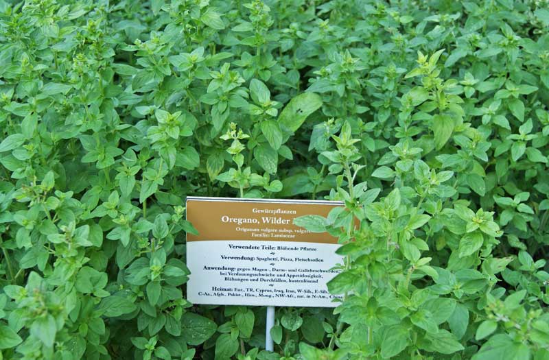 Origanum vulgare, wilder Majoran