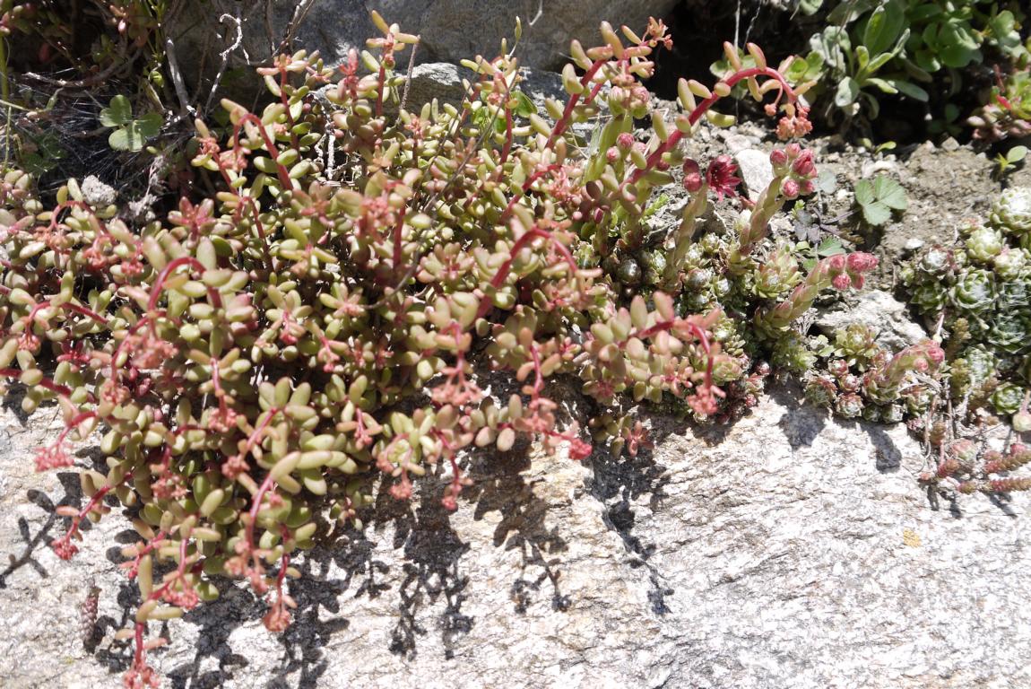 Sedum album murale, Schleiersedum