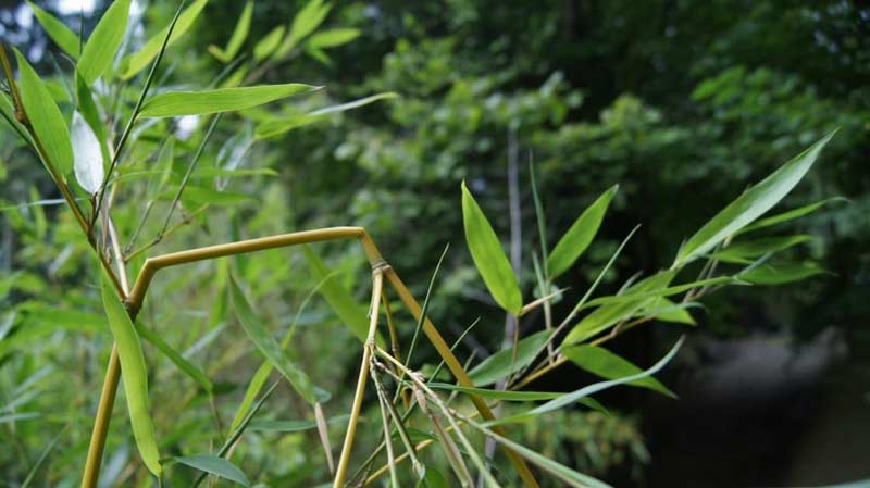 Bambuswald-zweige-abgecknikt