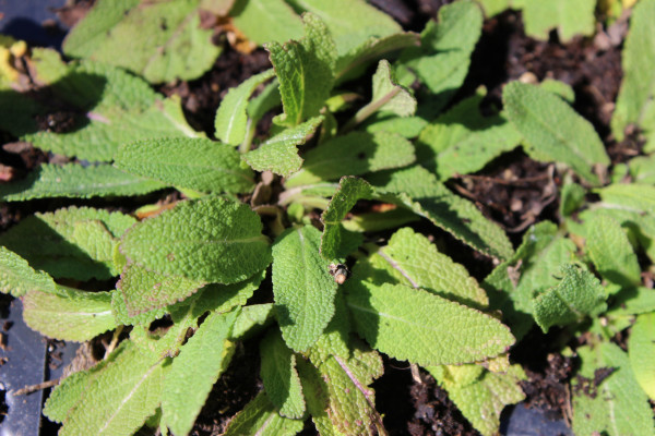 Salvia pratensis, Wiesensalbei