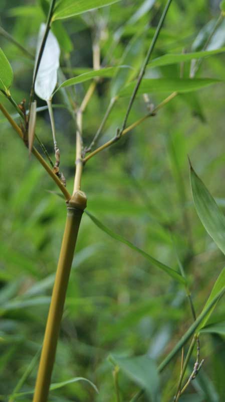 Bambuswald-Zweige-abgecknikt2