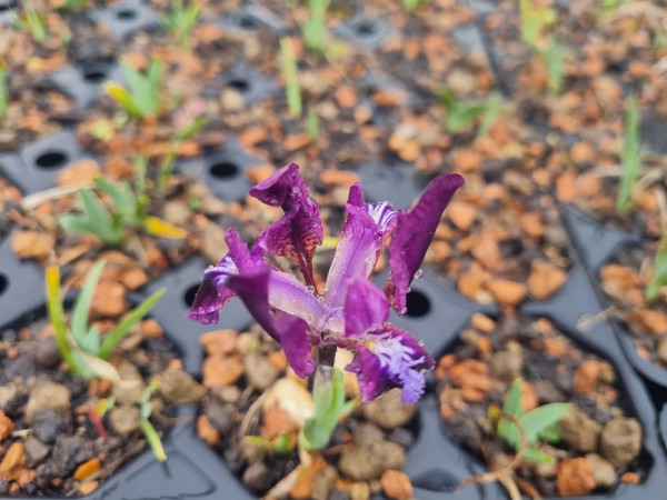 Iris pumila, Zwergiris