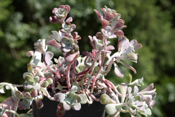 Sedum spathulifolium, Silberspatel-Sedum