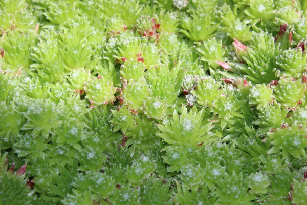 Sempervivum montanum, Berg-Hauswurz